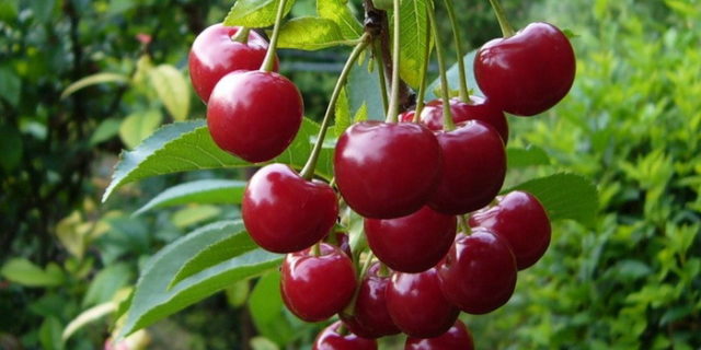 Cherry Prima: variety description, photos, reviews, pollinators