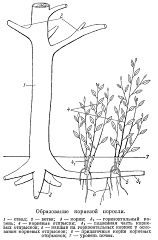 Cherry propagation: methods and rules for caring for seedlings