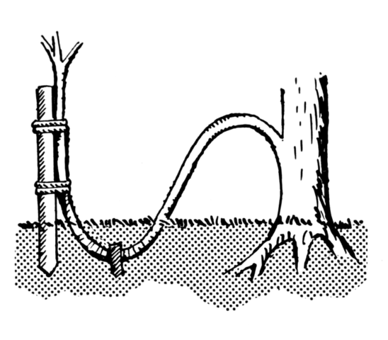 Cherry propagation: methods and rules for caring for seedlings