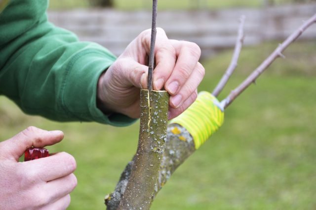 Cherry propagation: methods and rules for caring for seedlings