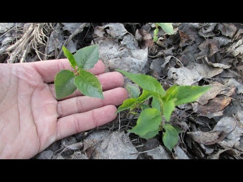 Cherry propagation: methods and rules for caring for seedlings