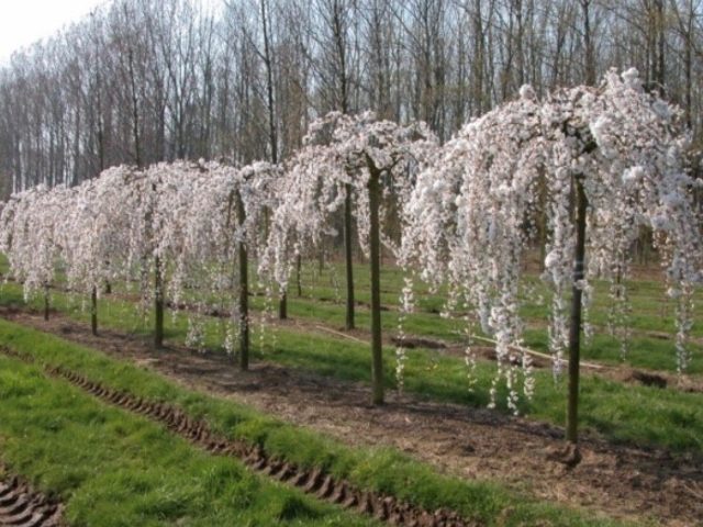 Cherry Putinka: variety description, photos, reviews, pollinators