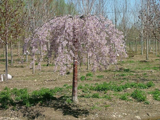 Cherry Putinka: variety description, photos, reviews, pollinators