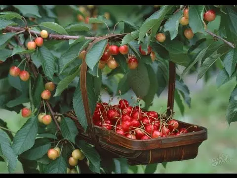 Cherry Raditsa