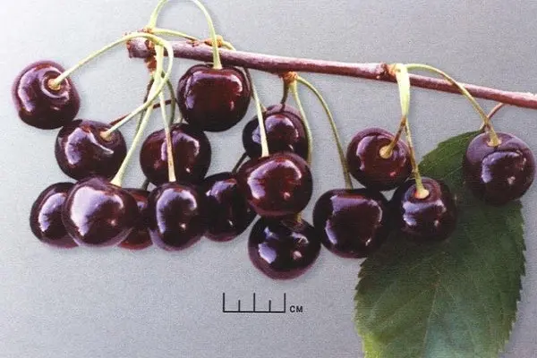 Cherry Rechitsa