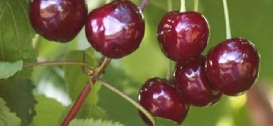 Cherry Rechitsa