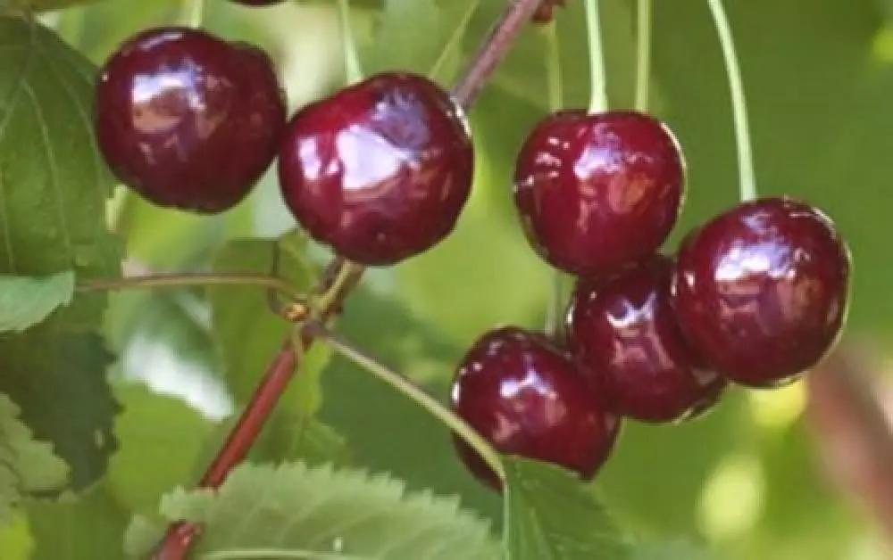 Cherry Rechitsa