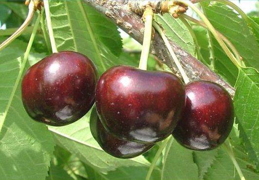 Cherry Regina