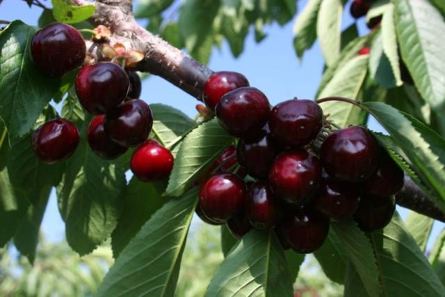 Cherry Revna: tree height, frost resistance