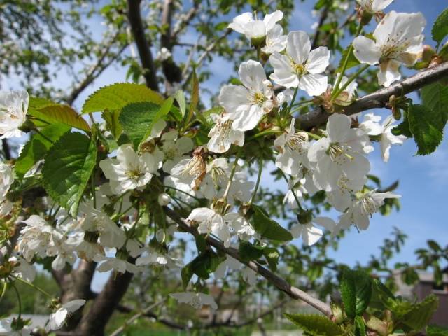 Cherry Revna: tree height, frost resistance