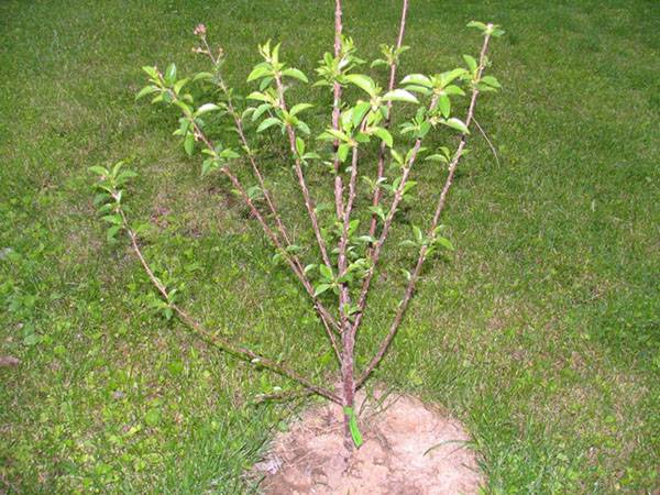 Cherry Revna: tree height, frost resistance