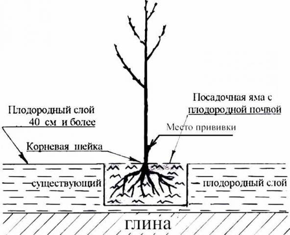 Cherry Revna: tree height, frost resistance