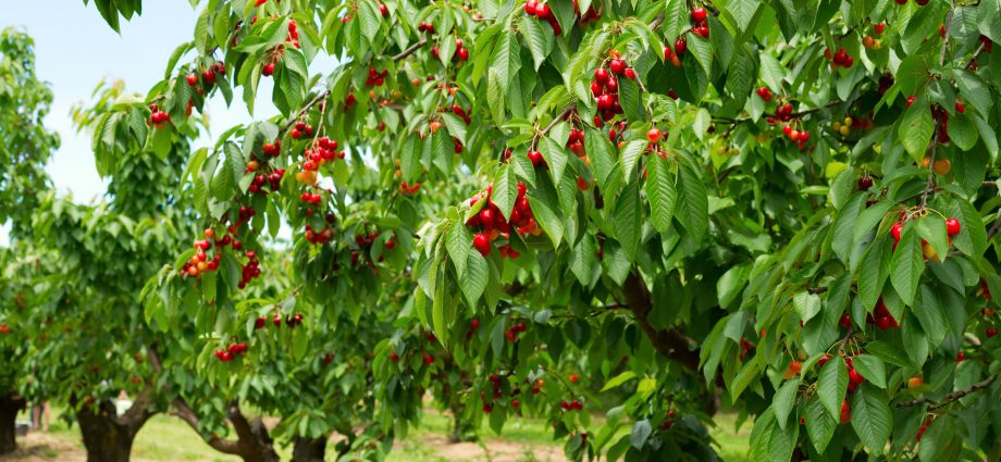 Cherry Revna: tree height, frost resistance