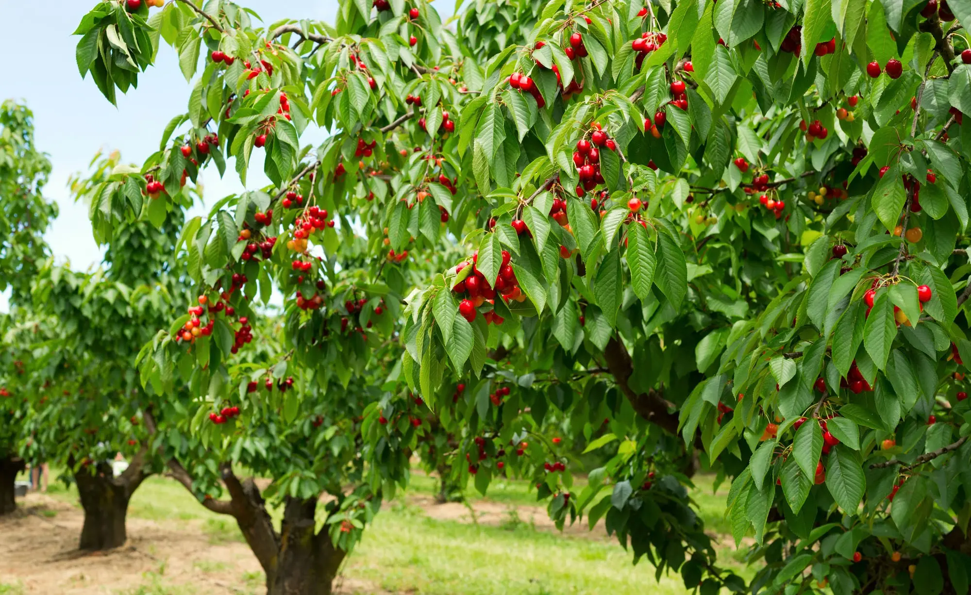 Cherry Revna: tree height, frost resistance