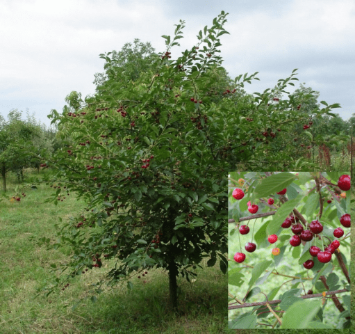 Cherry robin