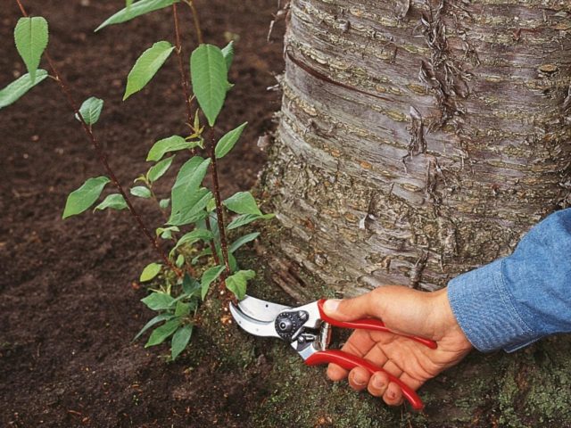 Cherry root growth: how to get rid of chemistry and folk remedies