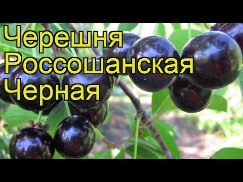 Cherry Rossoshanskaya black