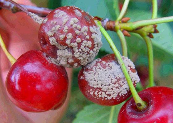 Cherry Rossoshanskaya Golden