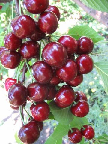 Cherry Rossoshanskaya Golden