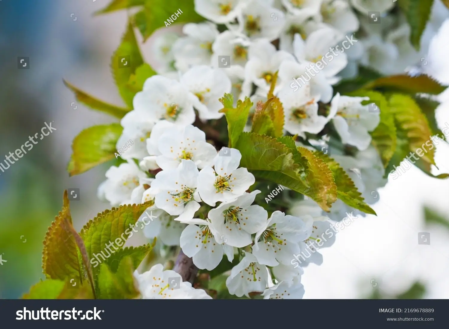 Cherry Rossoshanskaya Golden