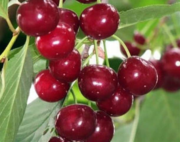 Cherry Saratovskaya Malyshka