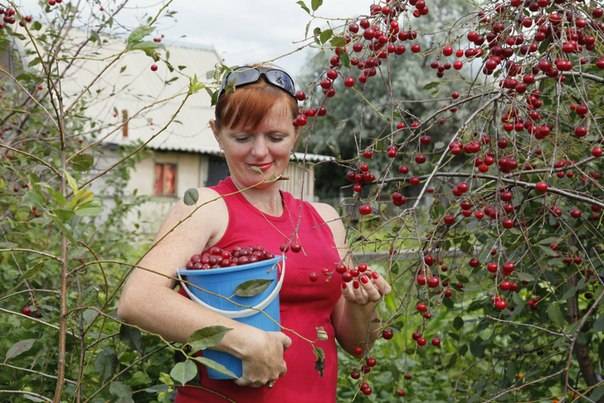 Cherry Saratovskaya Malyshka