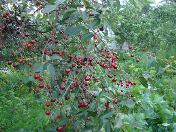 Cherry Saratovskaya Malyshka