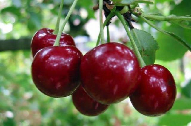 Cherry Saratovskaya Malyshka