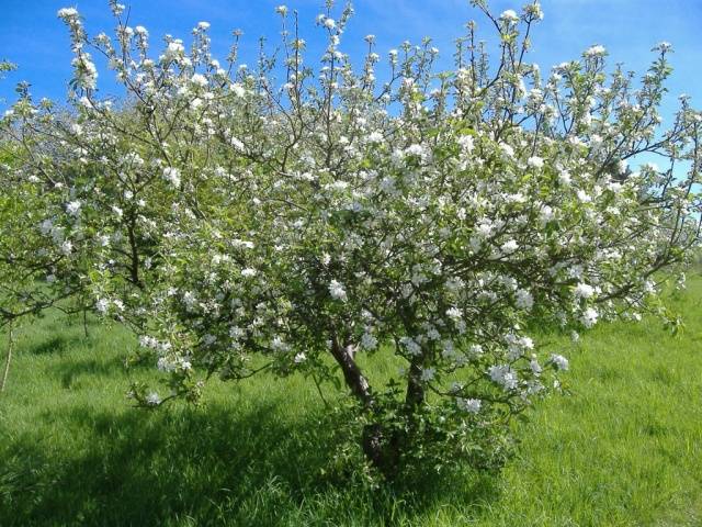 Cherry Saratovskaya Malyshka