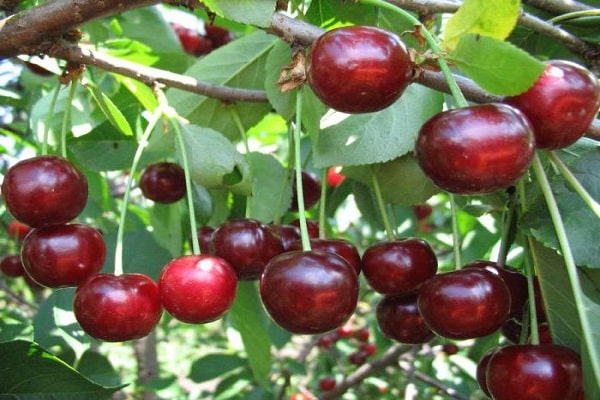 Cherry Saratovskaya Malyshka