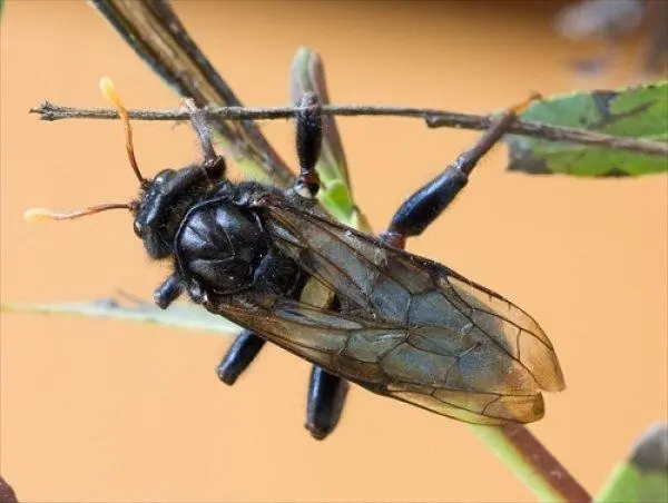 Cherry sawfly: the fight against it with folk remedies and preparations