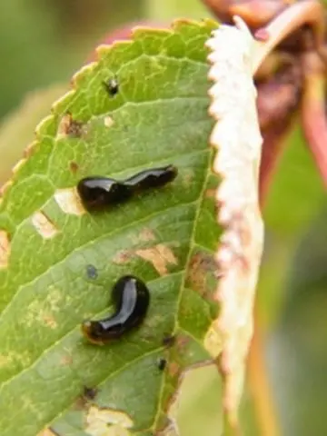 Cherry sawfly: the fight against it with folk remedies and preparations