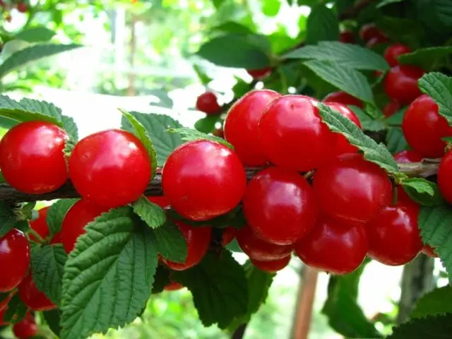 Cherry seedling: how to water, how many times and with what