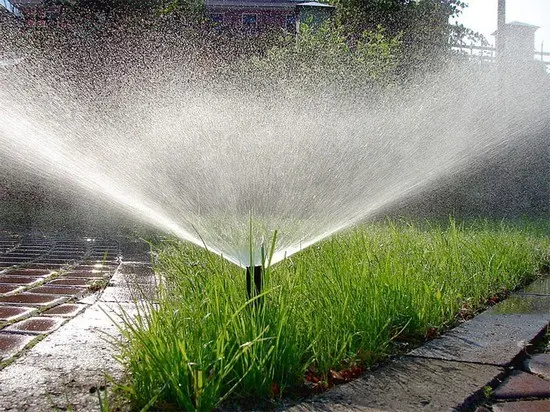 Cherry seedling: how to water, how many times and with what