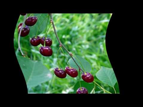 Cherry seedling: how to water, how many times and with what