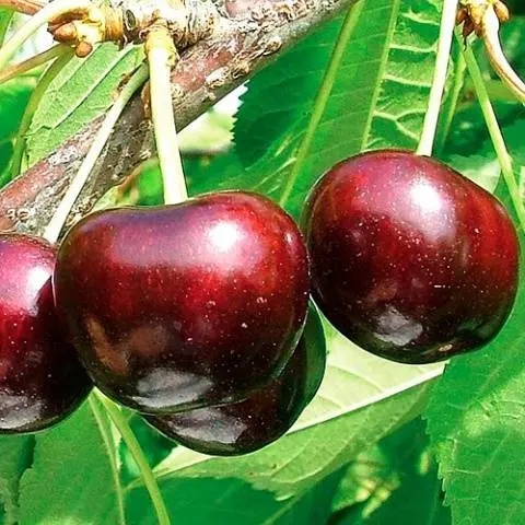 Cherry Summit