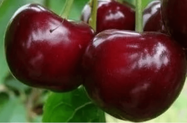 Cherry Tale