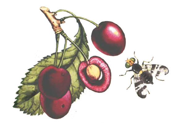 Cherry Teremoshka