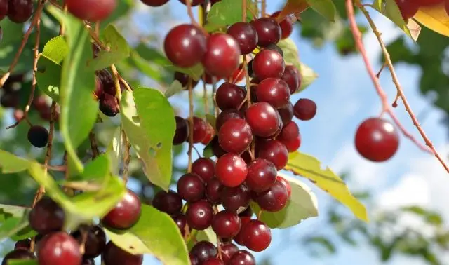 Cherry tincture on alcohol