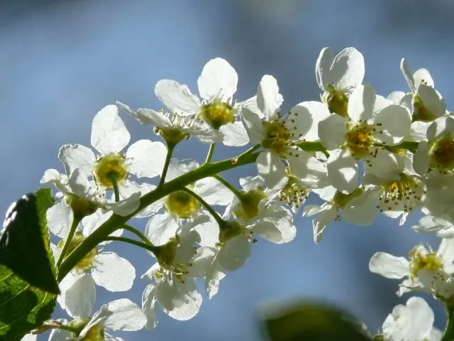 Cherry tincture on alcohol