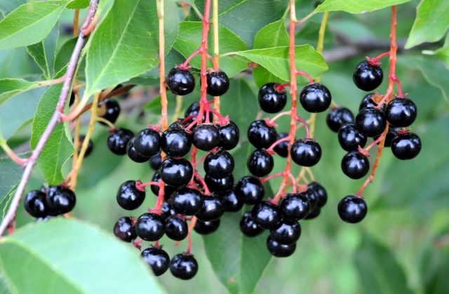 Cherry tincture on moonshine