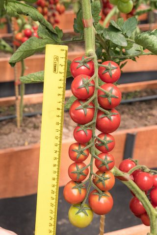 Cherry tomato Luba F1 from Partner