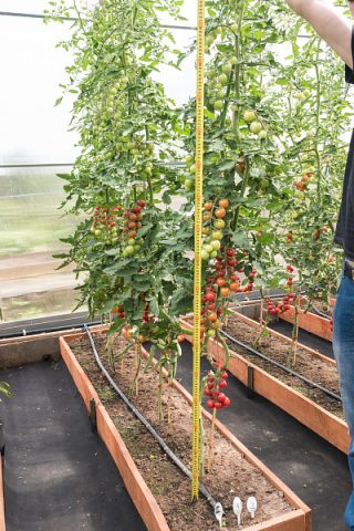 Cherry tomato Luba F1 from Partner