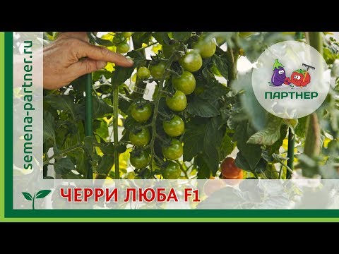 Cherry tomato Luba F1 from Partner