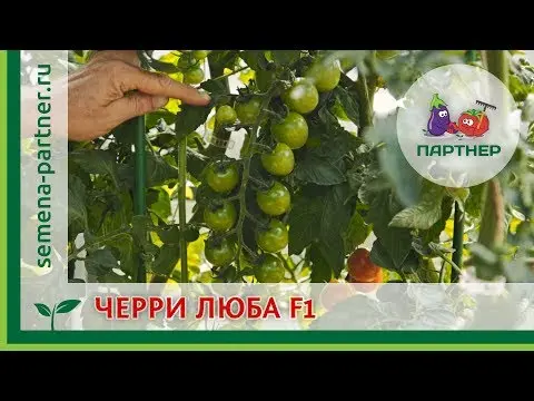 Cherry tomato Luba F1 from Partner