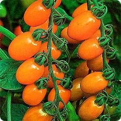 Cherry tomatoes: cultivation 