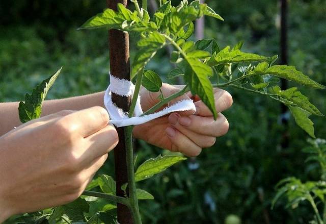 Cherry tomatoes: cultivation 