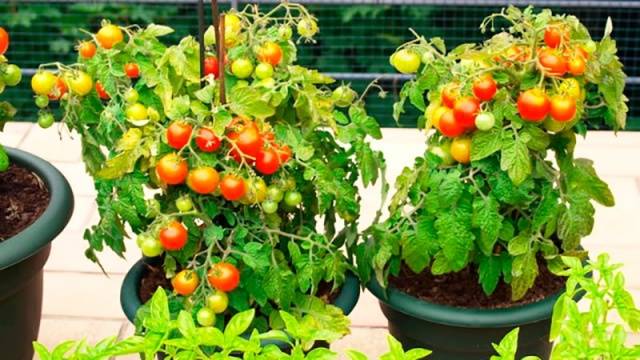 Cherry tomatoes: cultivation 