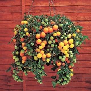 Cherry tomatoes: cultivation 