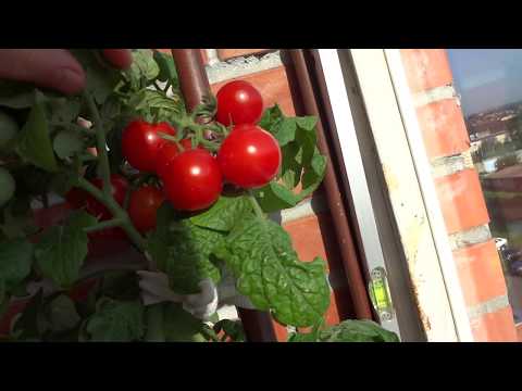 Cherry tomatoes: cultivation 